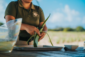 Woman cutting fresh aloe leave at the Aruba Aloe factory during a demonstration beneath a tree in front of the aloe field 